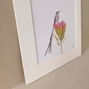 Cape Sugarbird mounted art print of the original pencil drawing