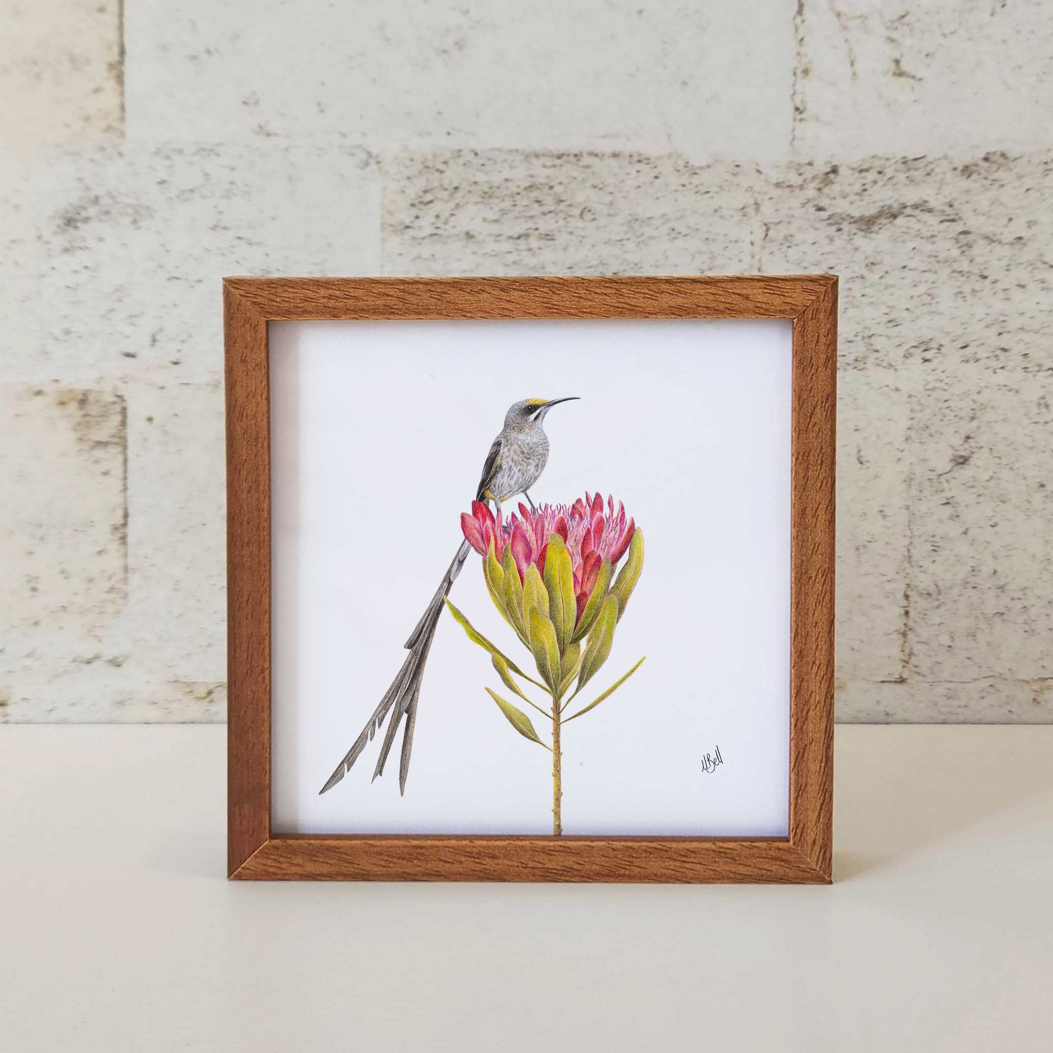 Kiaat wood framed miniature artwork of a Cape Sugarbird, part of wildlife artist Matthew Bell's birds of South Africa gallery