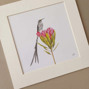 Cape Sugarbird mounted art print of the original pencil drawing