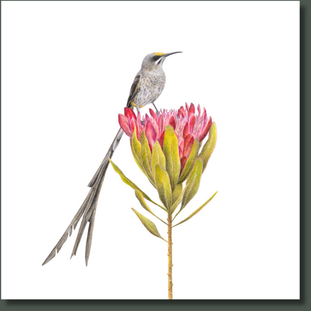 Cape Sugarbird on a Protea flower wildlife bird artwork on canvas