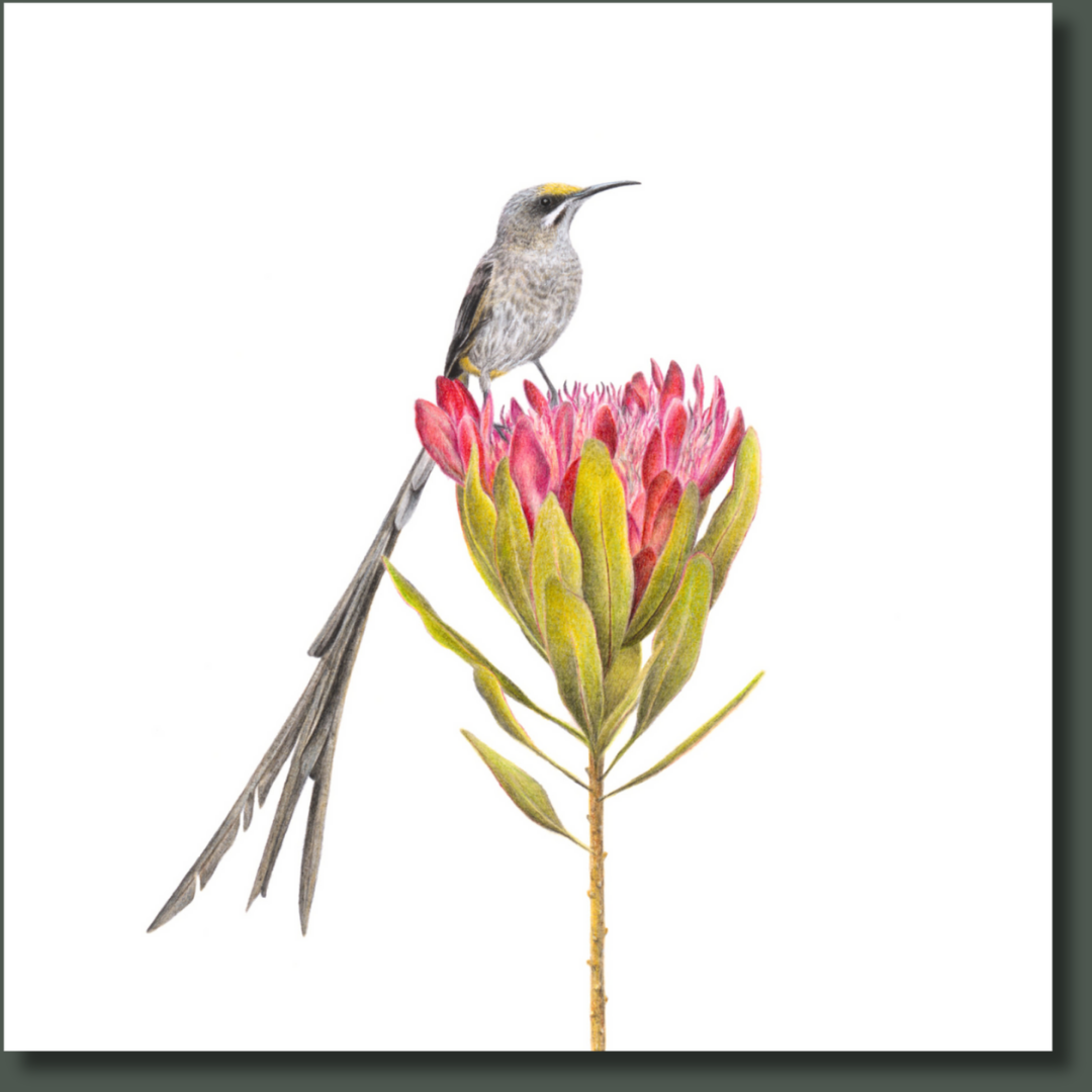 Cape Sugarbird (CPSB) on Canvas