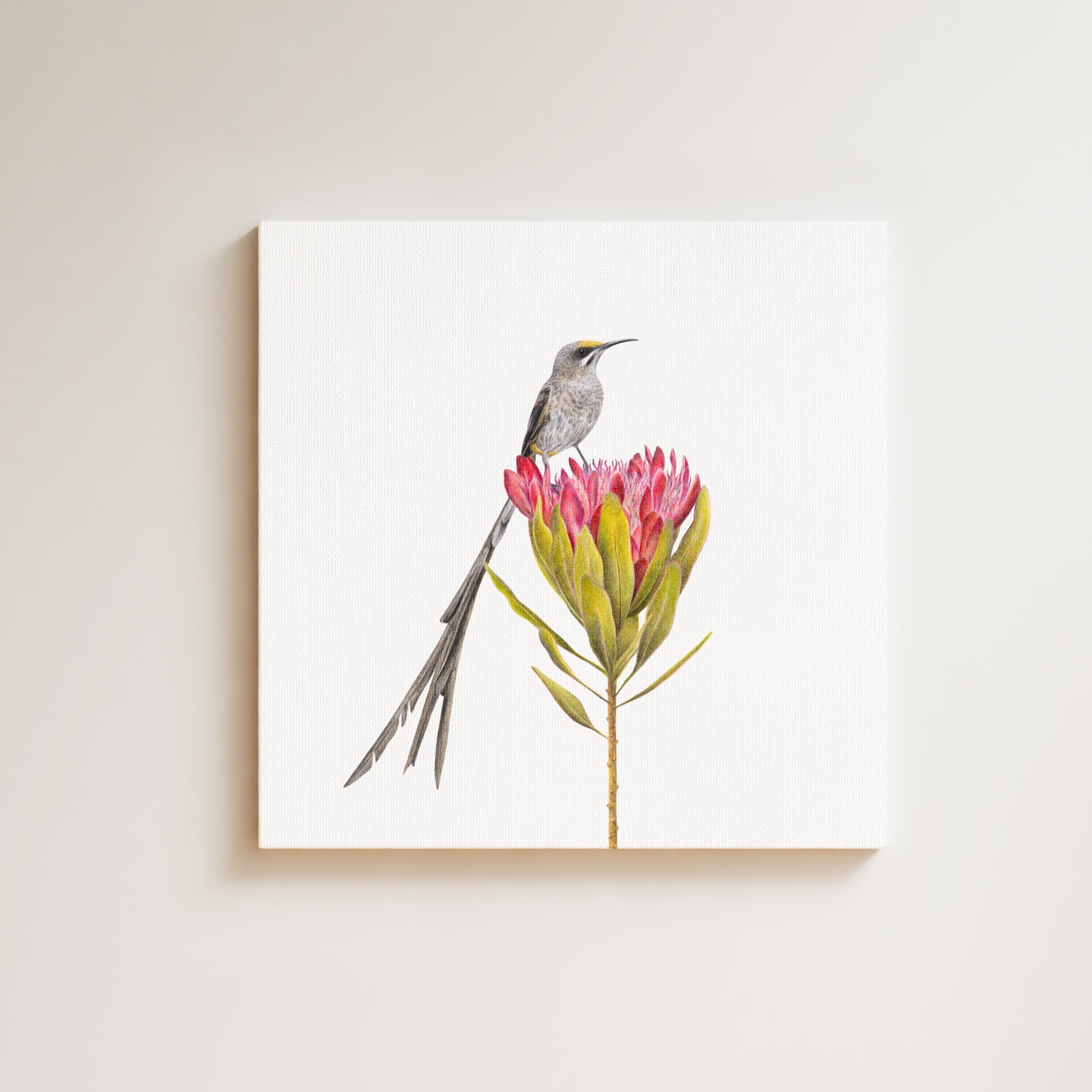 Cape Sugarbird drawing on canvas by South African wildlife artist Matthew Bell