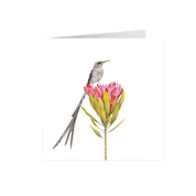Cape Sugarbird Greeting Card - CPSB