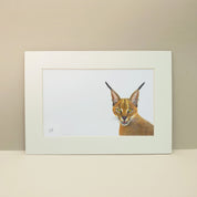 Caracal Rooikat pencil drawing artwork by artist Matthew Bell