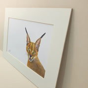 Caracal Rooikat pencil drawing artwork by artist Matthew Bell