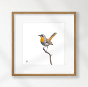 Cape Robin Chat - CRT