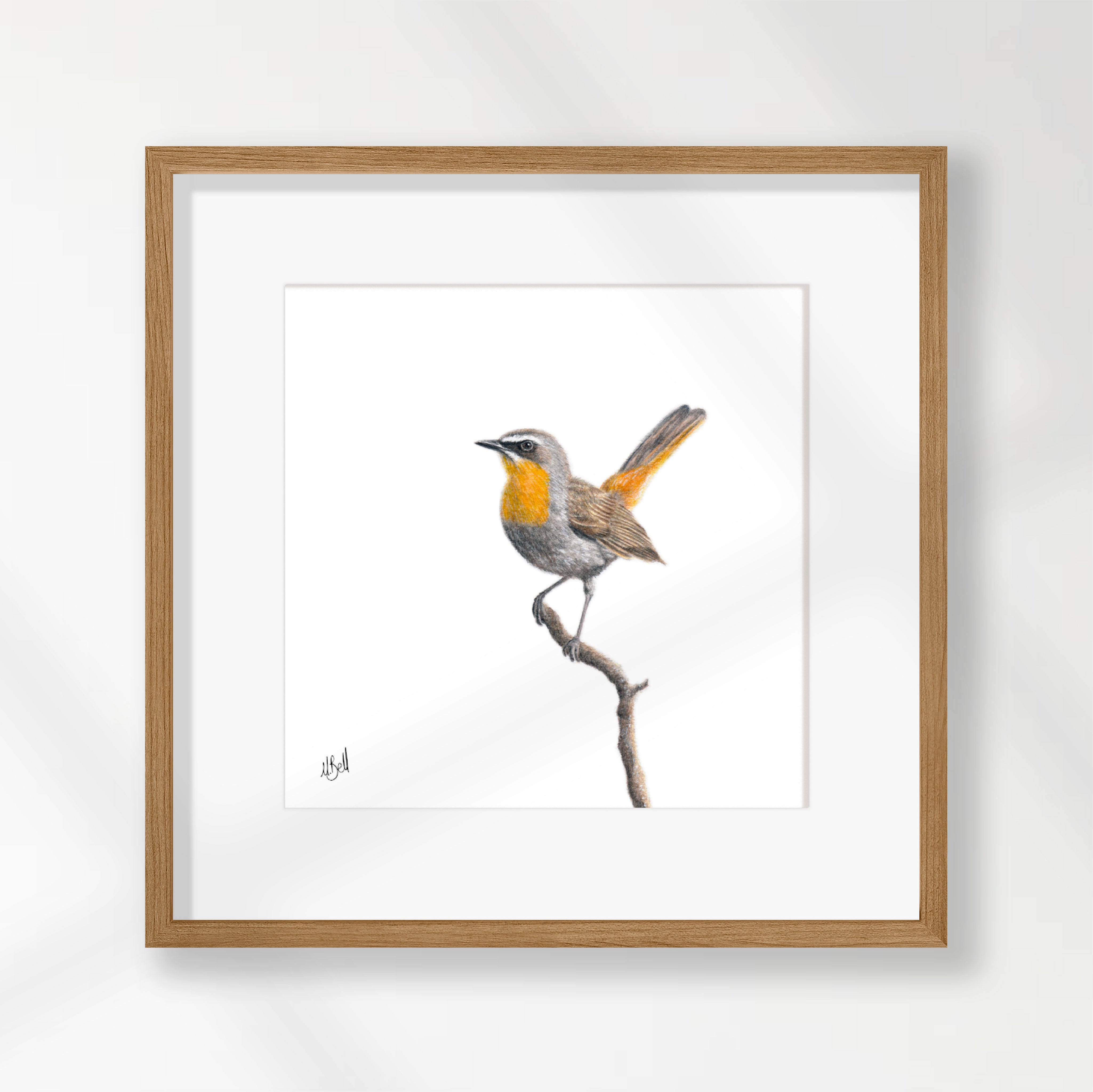 Cape Robin Chat - CRT
