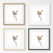 Cape Robin Chat - CRT