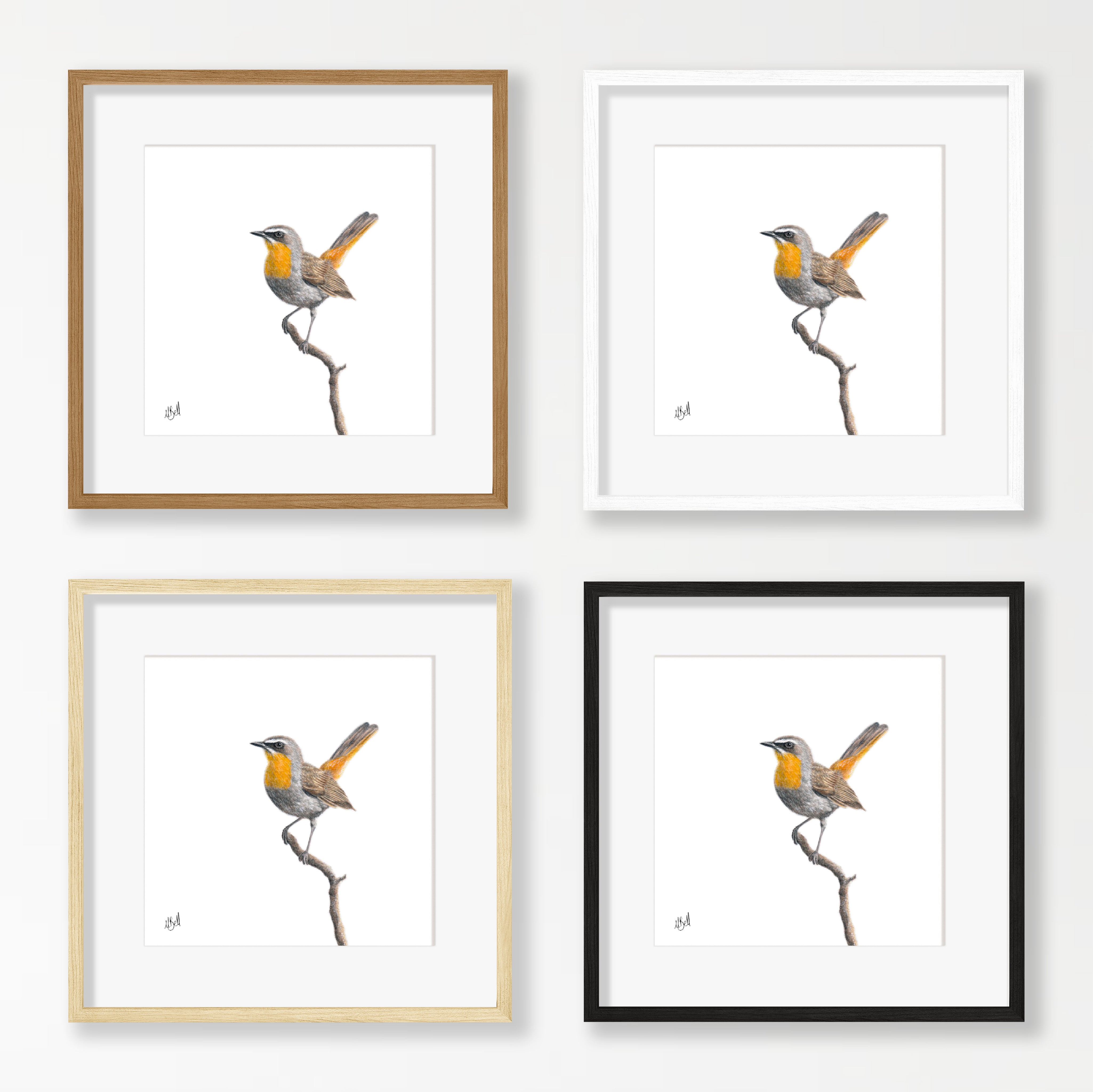 Cape Robin Chat - CRT