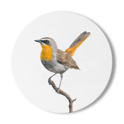 Cape Robin Chat Wooden Coaster - CRT