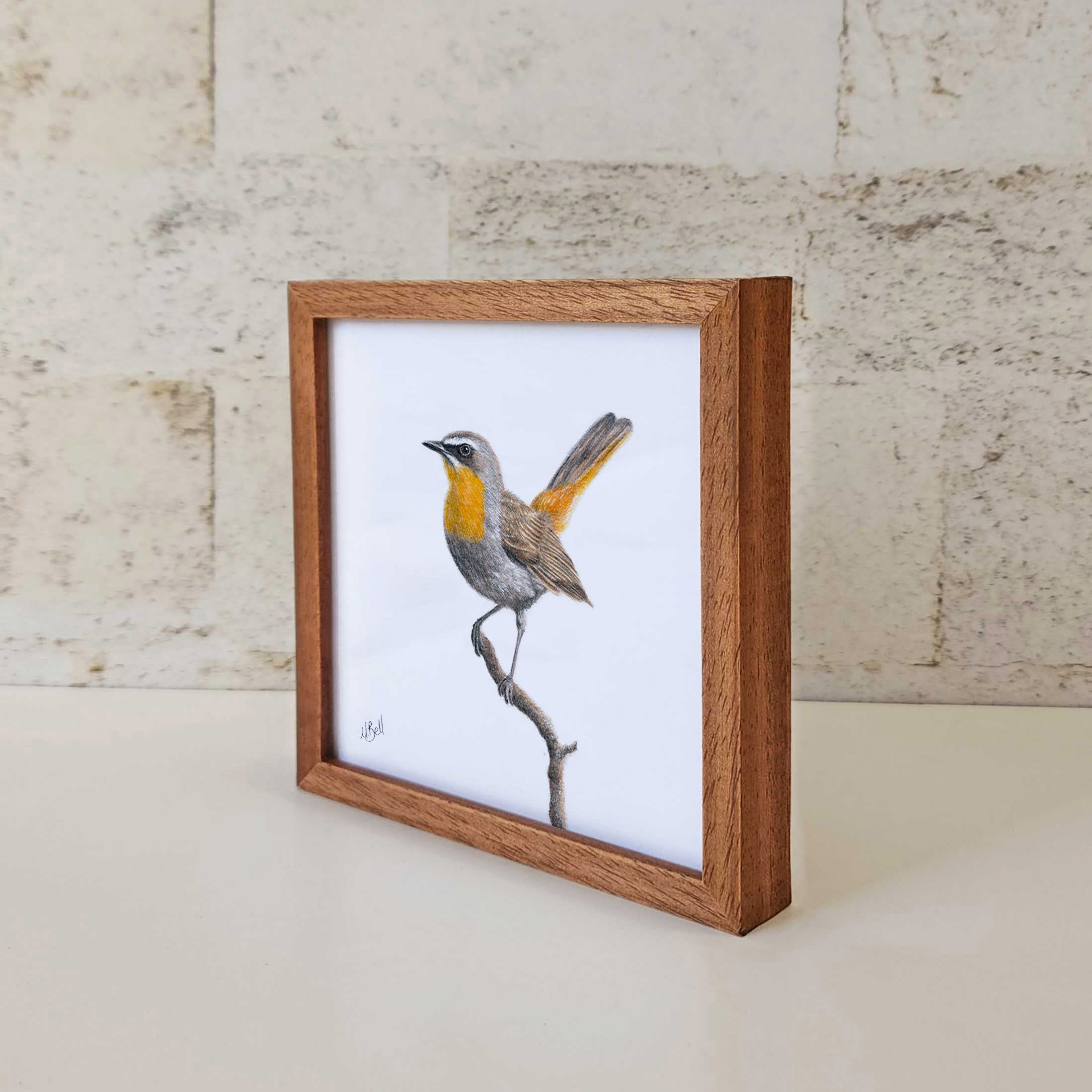 Kiaat wood framed miniature artwork of a Cape Robin Chat, part of wildlife artist Matthew Bell's birds of South Africa gallery