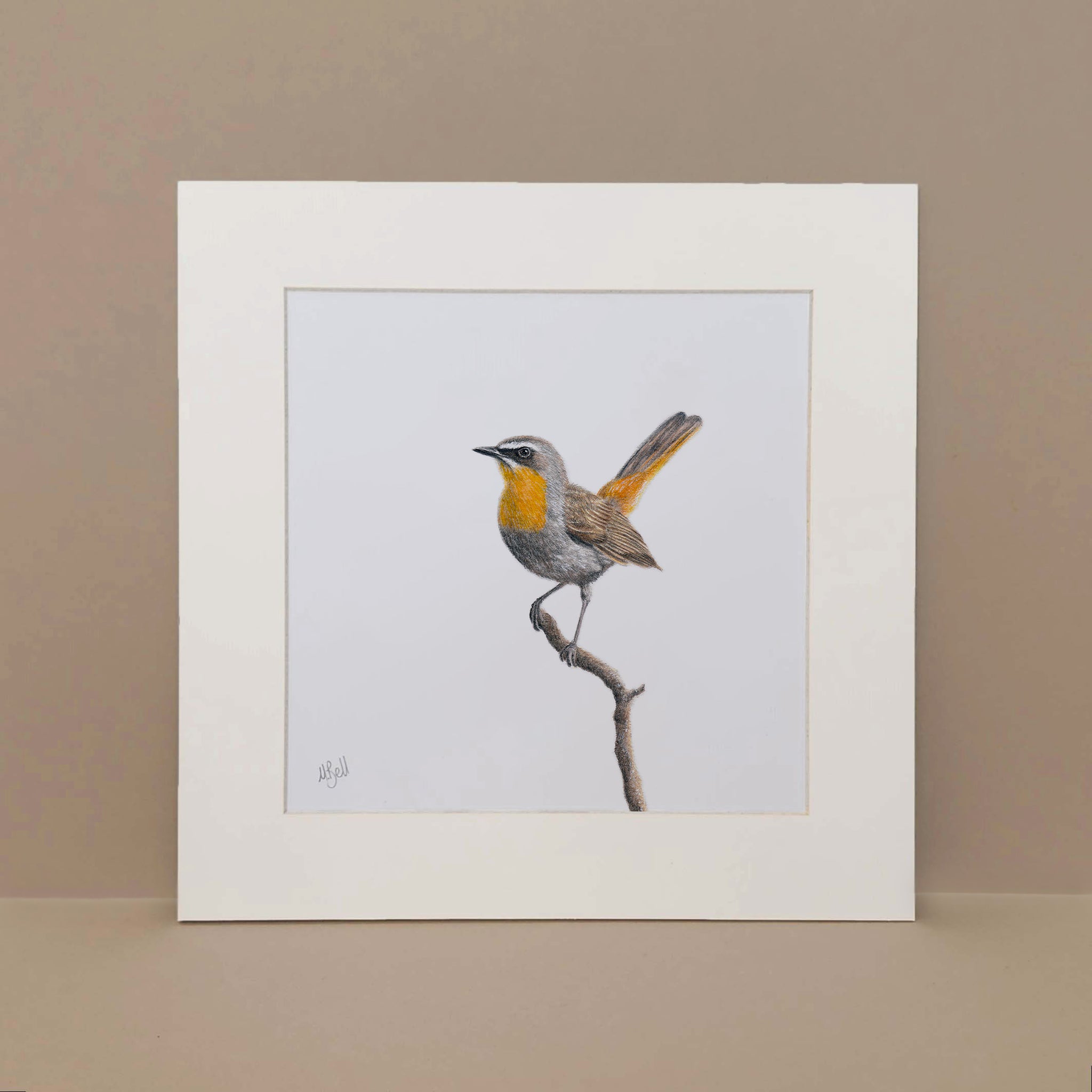 Cape Robin Chat in Mpumalanga bird artwork