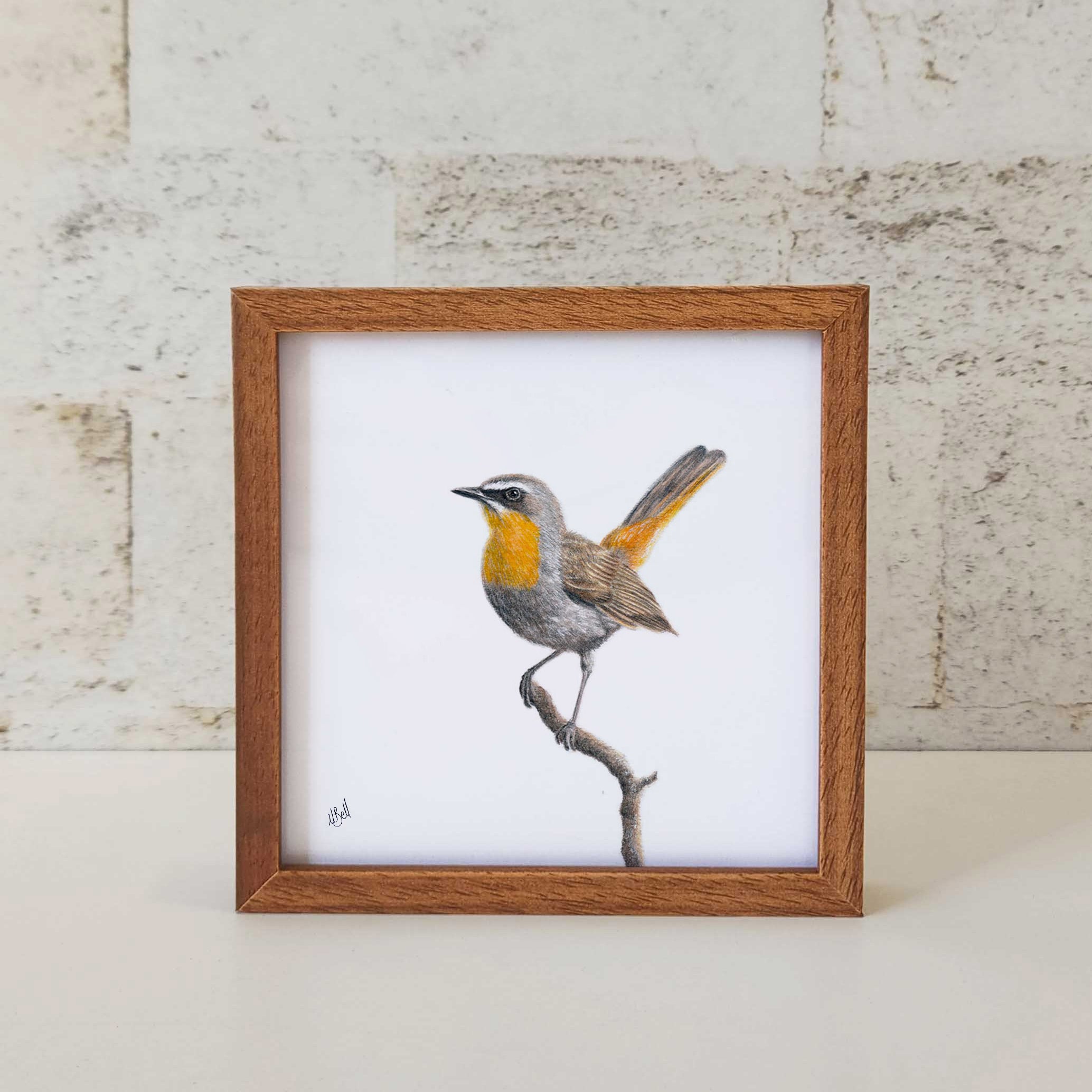 Kiaat wood framed miniature artwork of a Cape Robin Chat, part of wildlife artist Matthew Bell's birds of South Africa gallery