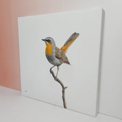 South African bird artwork on canvas, stretched on wooden frame by wildlife artist Matthew Bell of a Cape Robin Chat at Lisbon falls in Mpumalanga