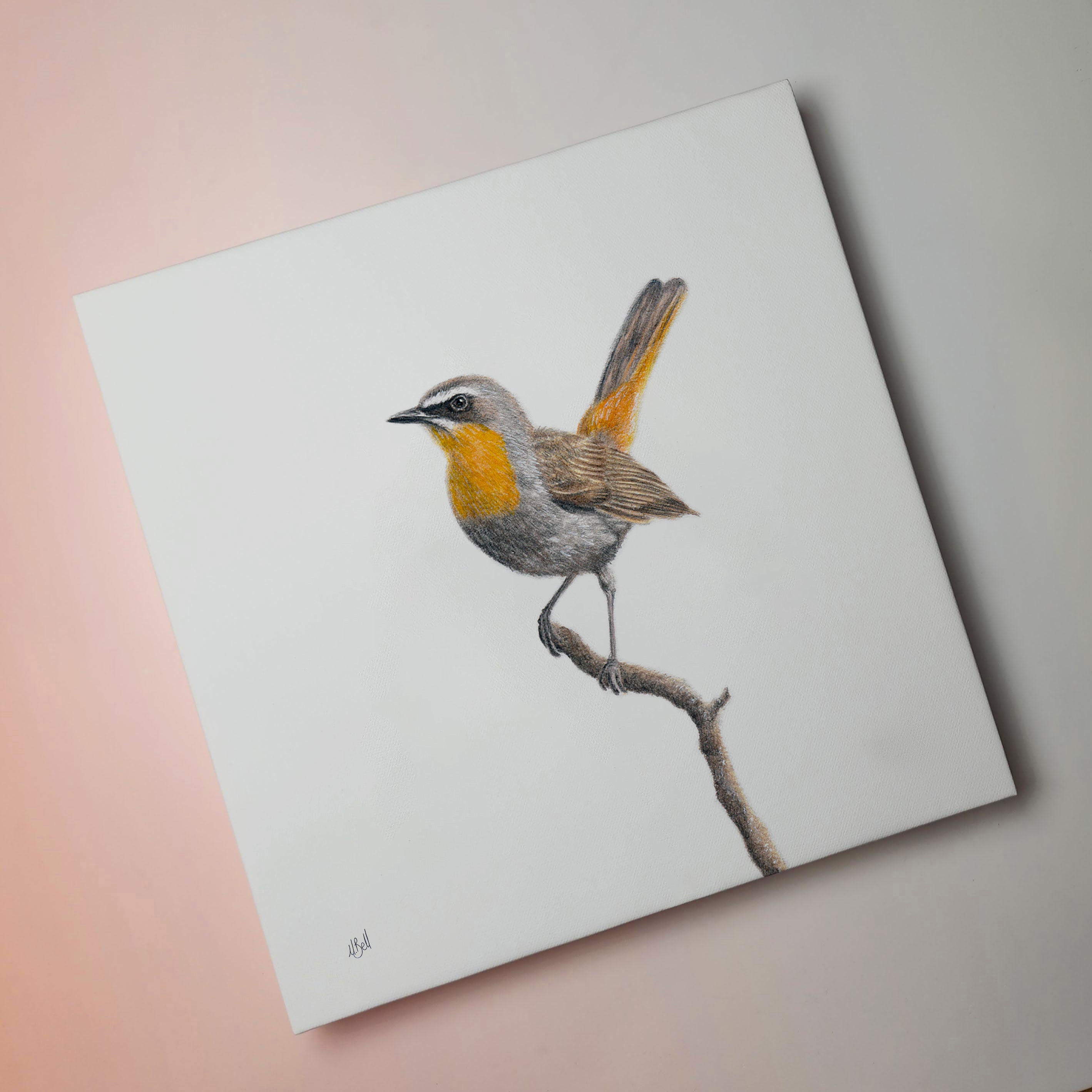 South African bird artwork on canvas, stretched on wooden frame by wildlife artist Matthew Bell of a Cape Robin Chat at Lisbon falls in Mpumalanga