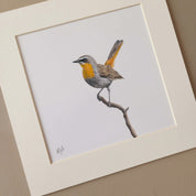 Cape Robin Chat in Mpumalanga bird artwork