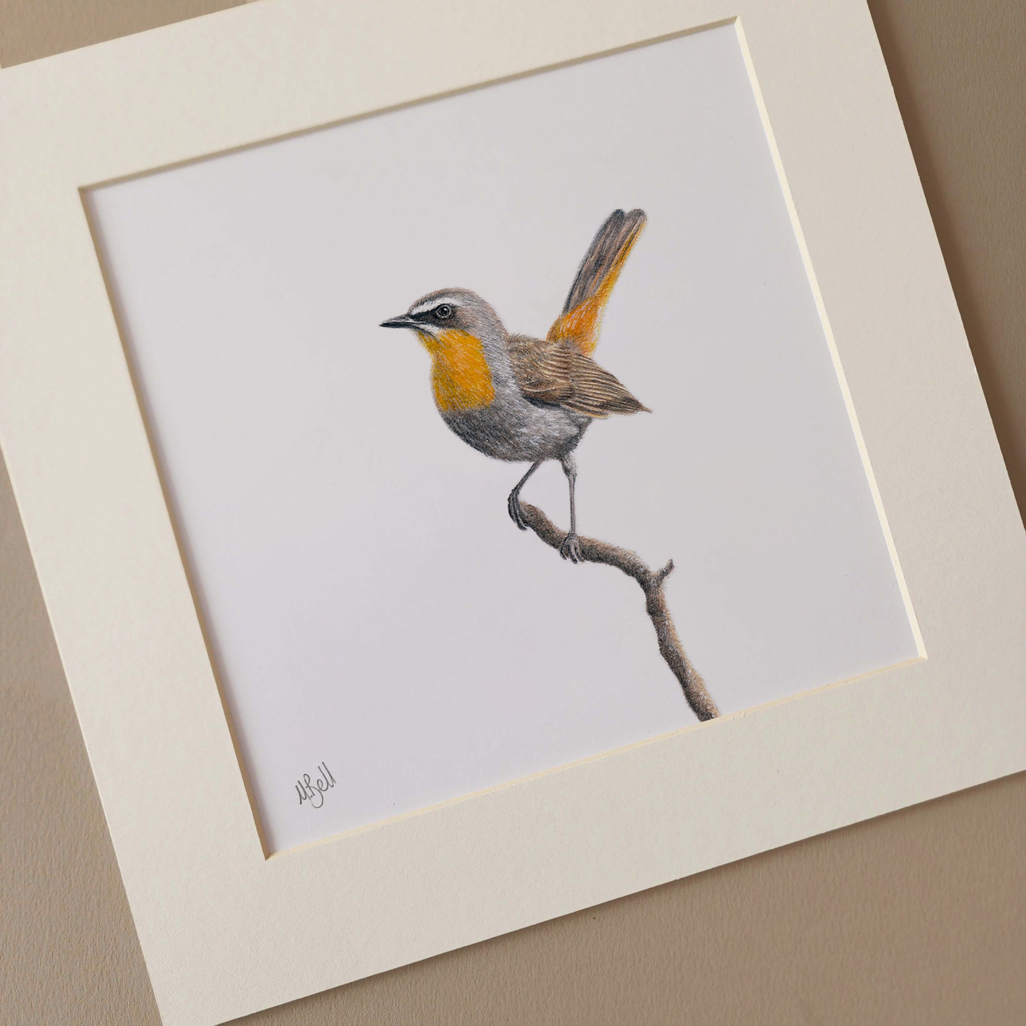 Cape Robin Chat in Mpumalanga bird artwork