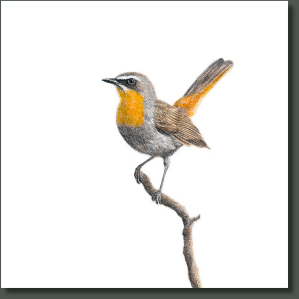 South African bird artwork on canvas, stretched on wooden frame by wildlife artist Matthew Bell of a Cape Robin Chat at Lisbon falls in Mpumalanga