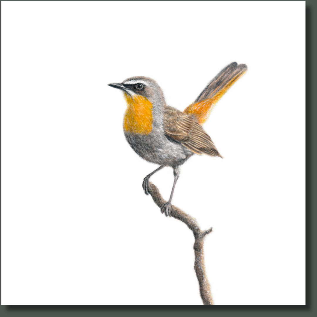 Cape Robin Chat (CRT) on Canvas