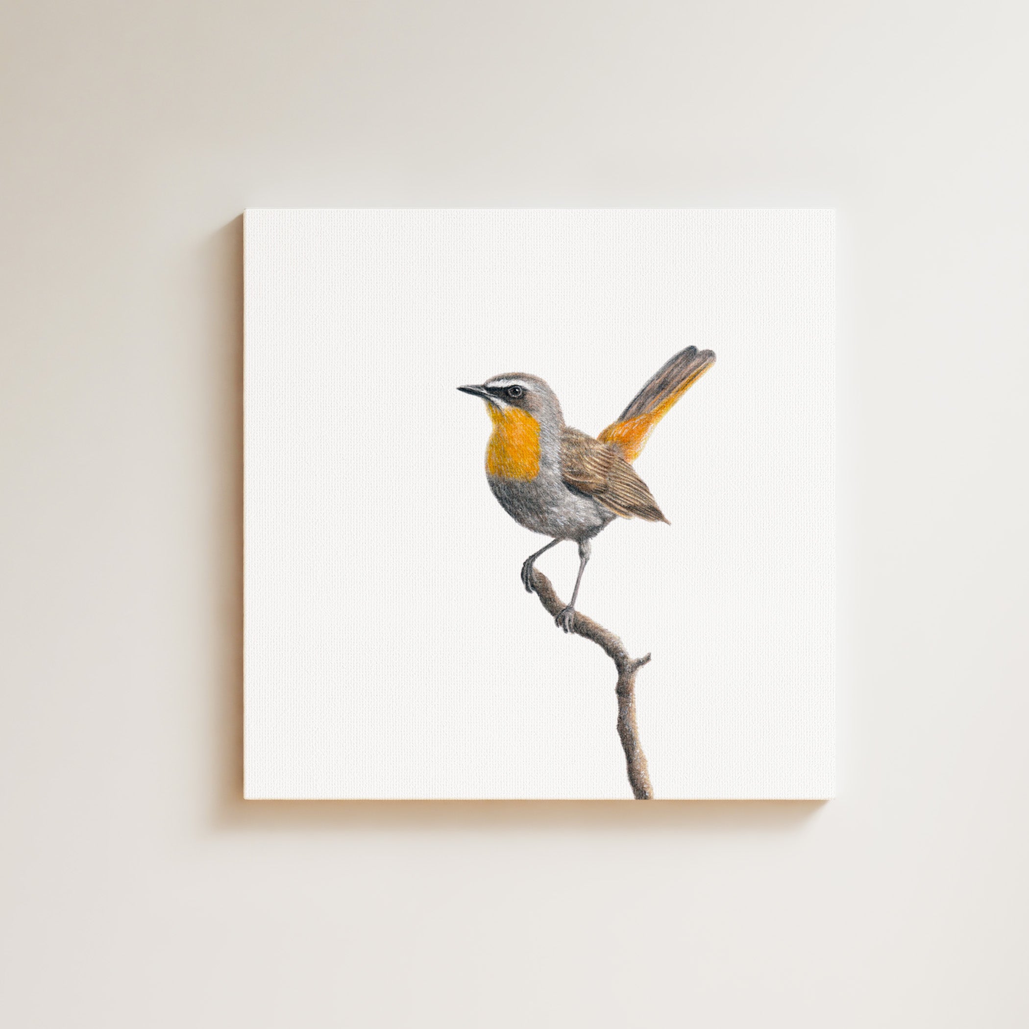 Cape Robin Chat drawing on canvas by South African wildlife artist Matthew Bell