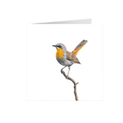 Cape Robin Chat Greeting Card - CRT
