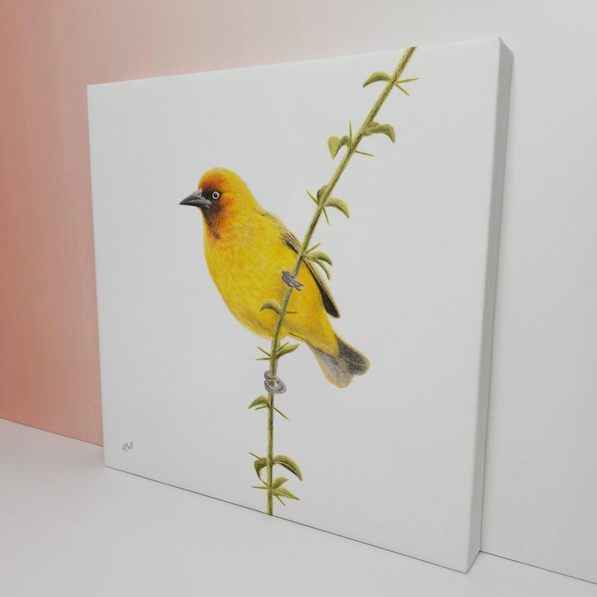 Stretched canvas South African bird artwork of a pair of a Cape Weaver