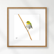 Cape White Eye - CWE