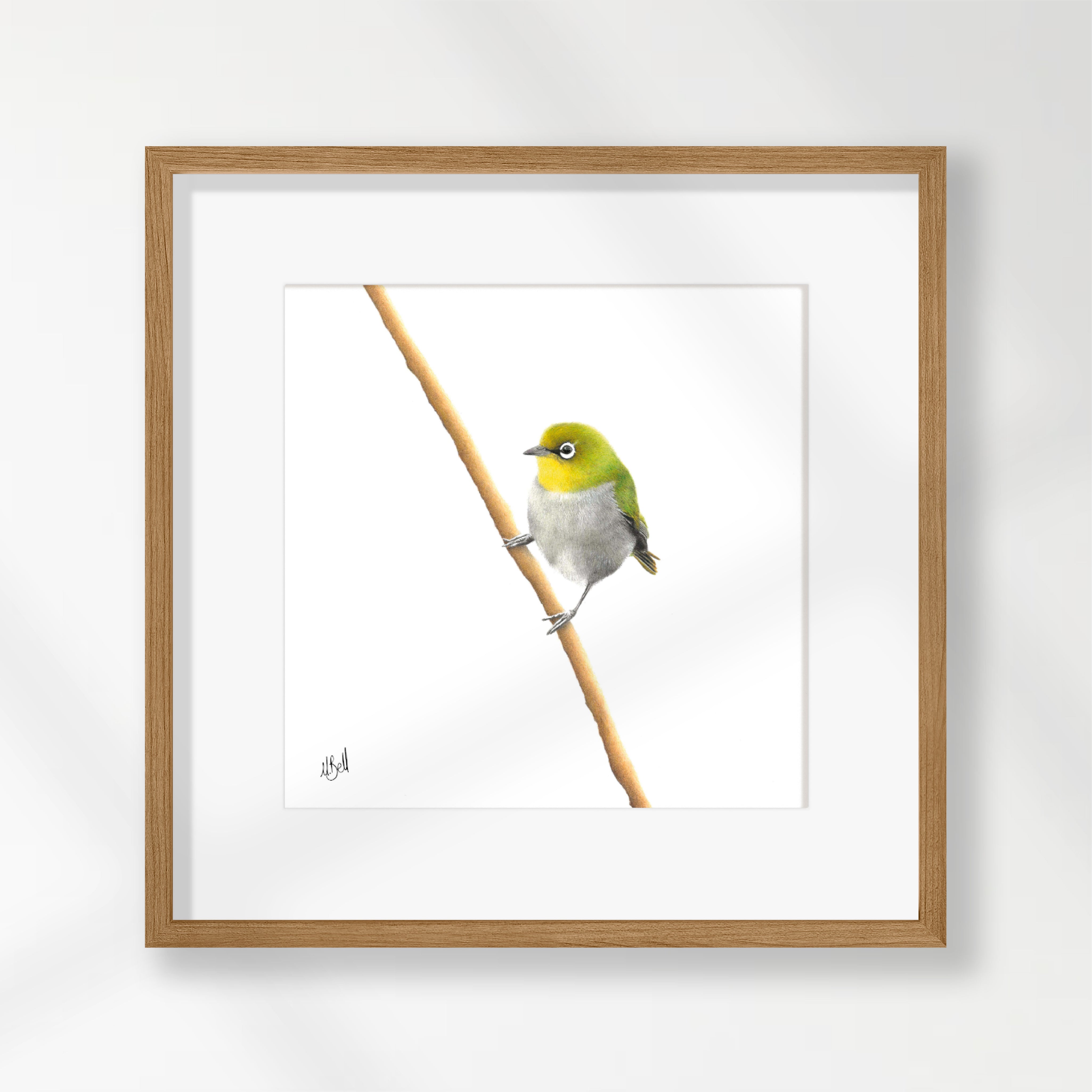 Cape White Eye - CWE