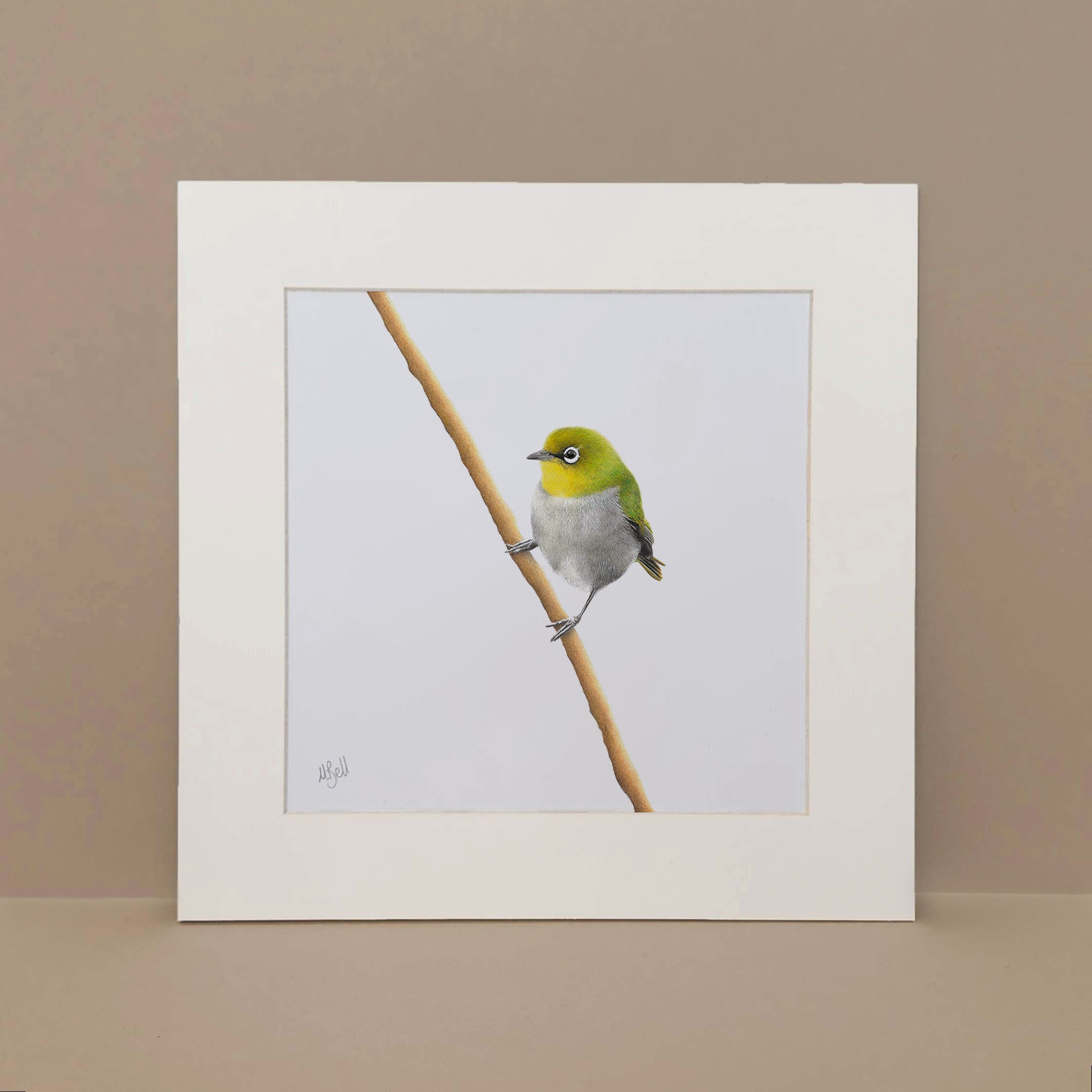 Cape White Eye bird artwork