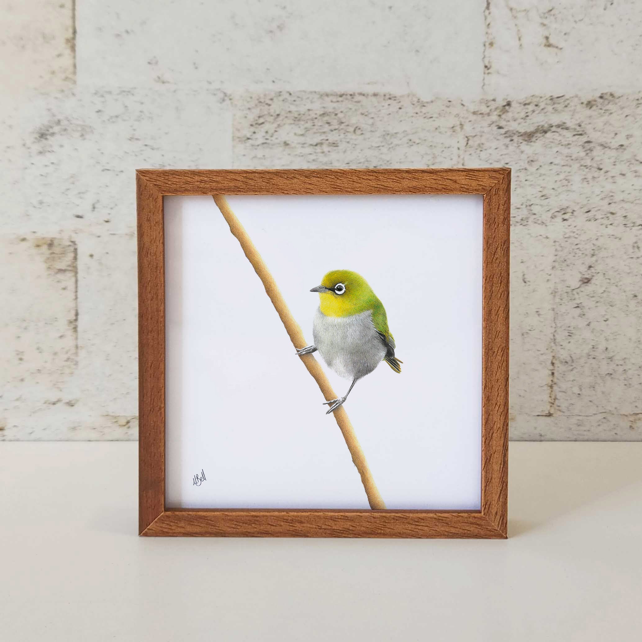 Kiaat wood framed miniature artwork of a Cape White Eye, part of wildlife artist Matthew Bell's birds of South Africa gallery