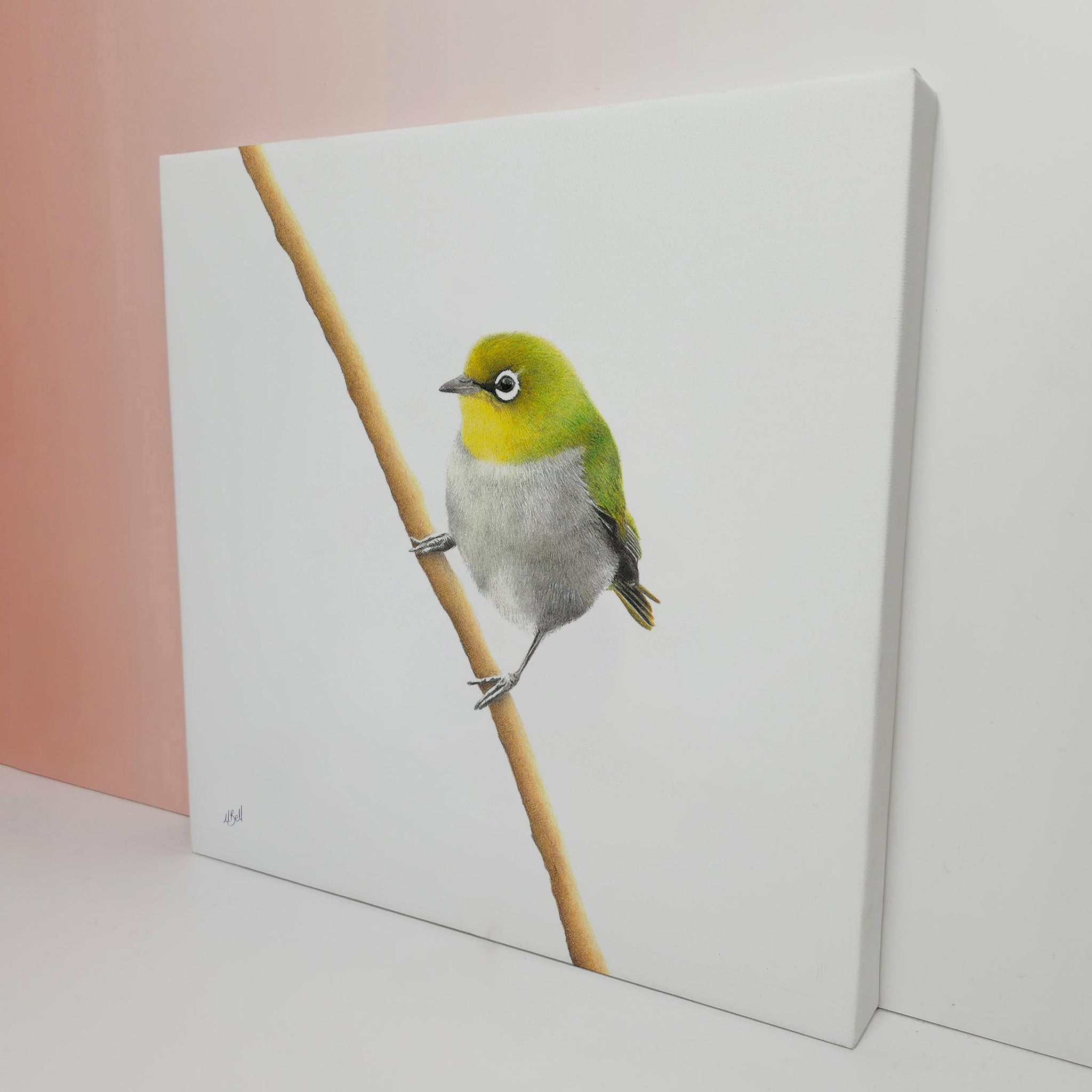 Cape White Eye South African bird artwork stretched on canvas by wildlife artist Matthew Bell