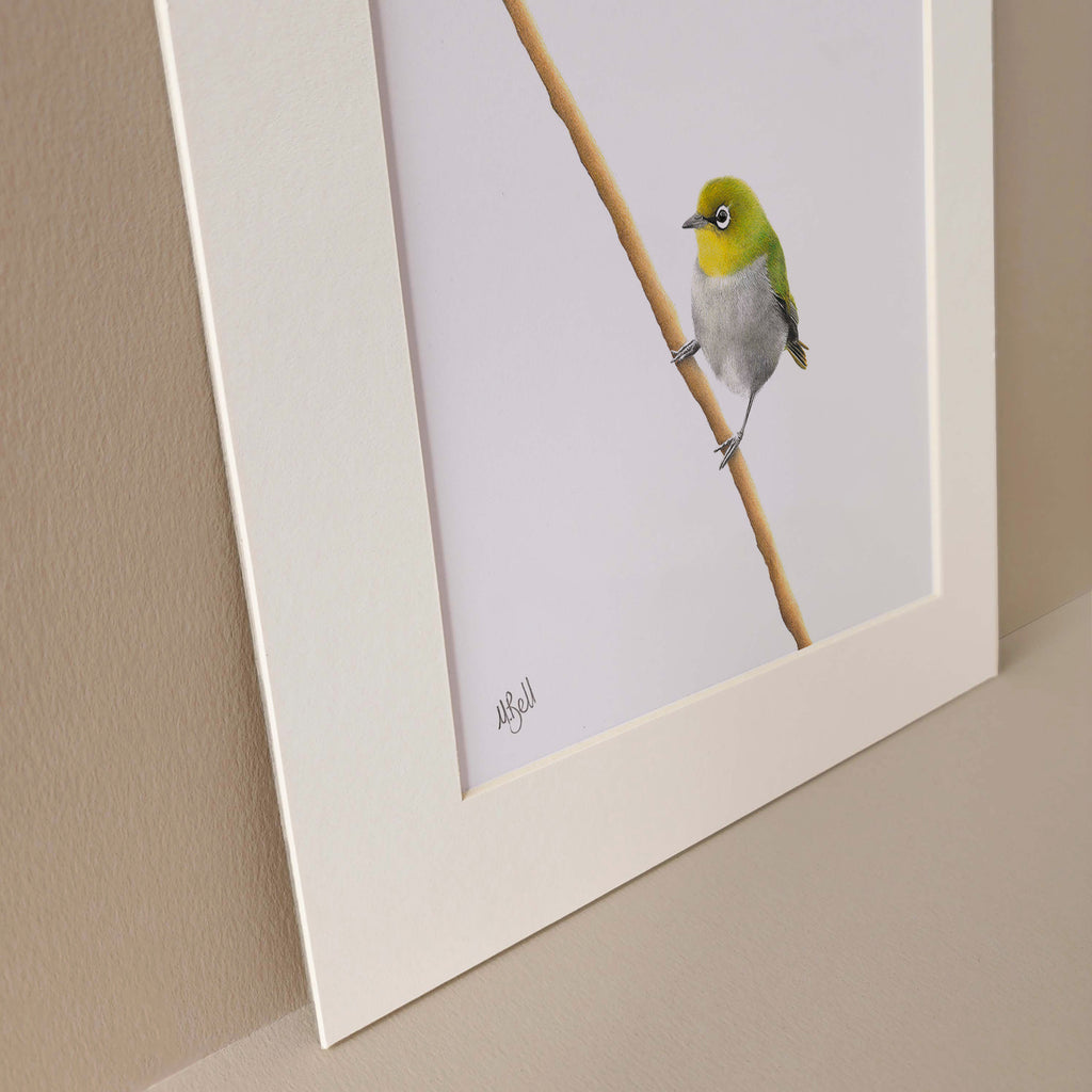 Cape White Eye bird artwork