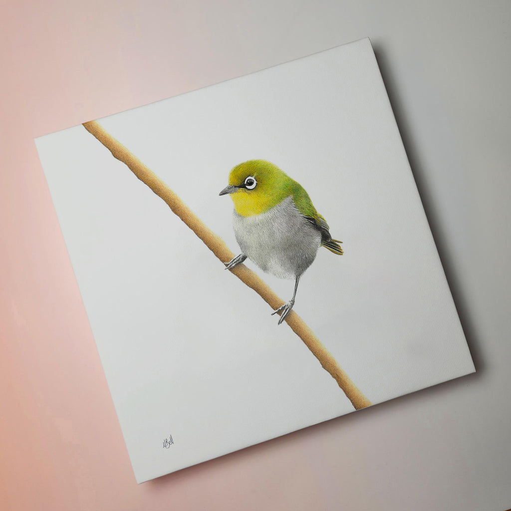 Cape White Eye South African bird artwork stretched on canvas by wildlife artist Matthew Bell