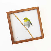 Kiaat wood framed miniature artwork of a Cape White Eye, part of wildlife artist Matthew Bell's birds of South Africa gallery