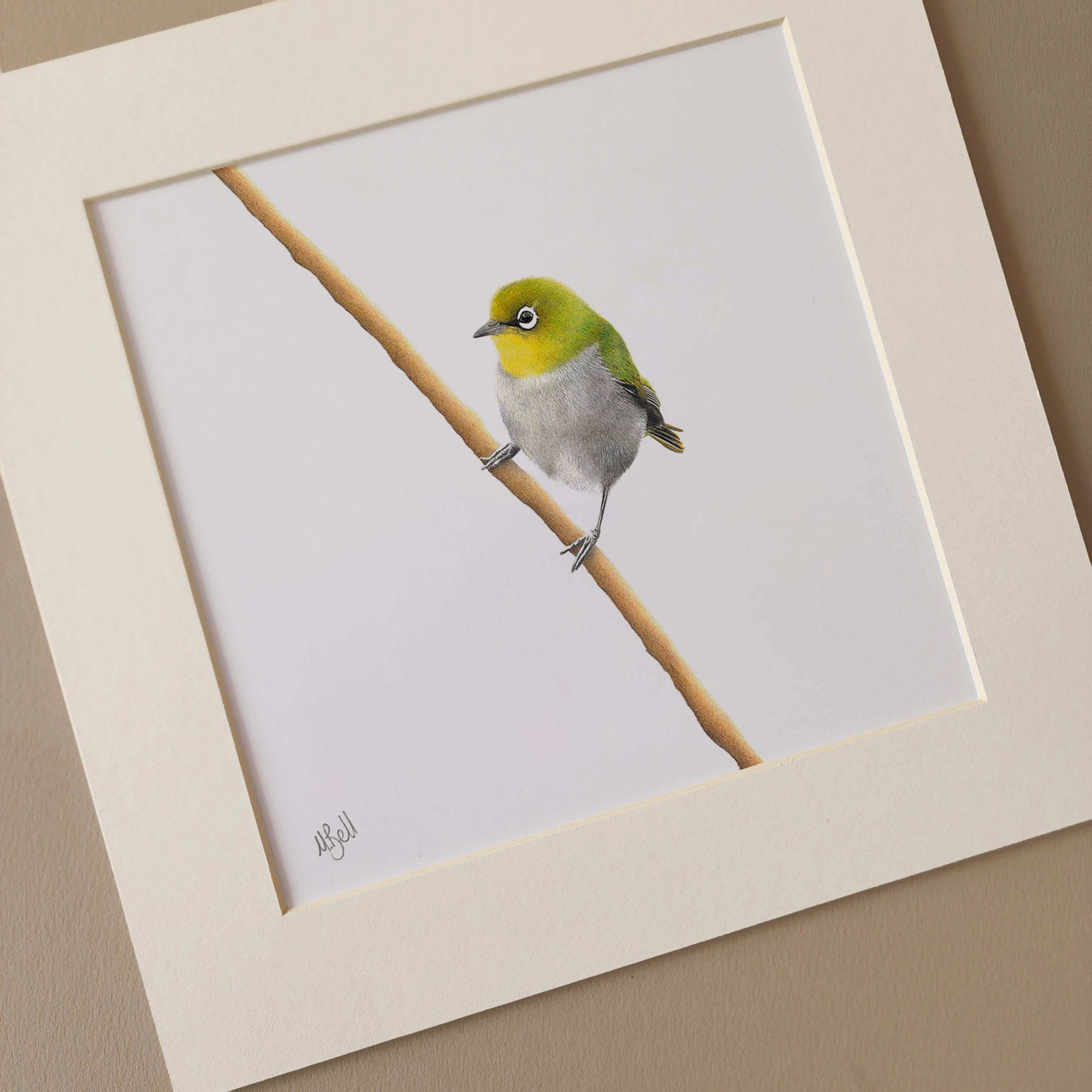 Cape White Eye bird artwork