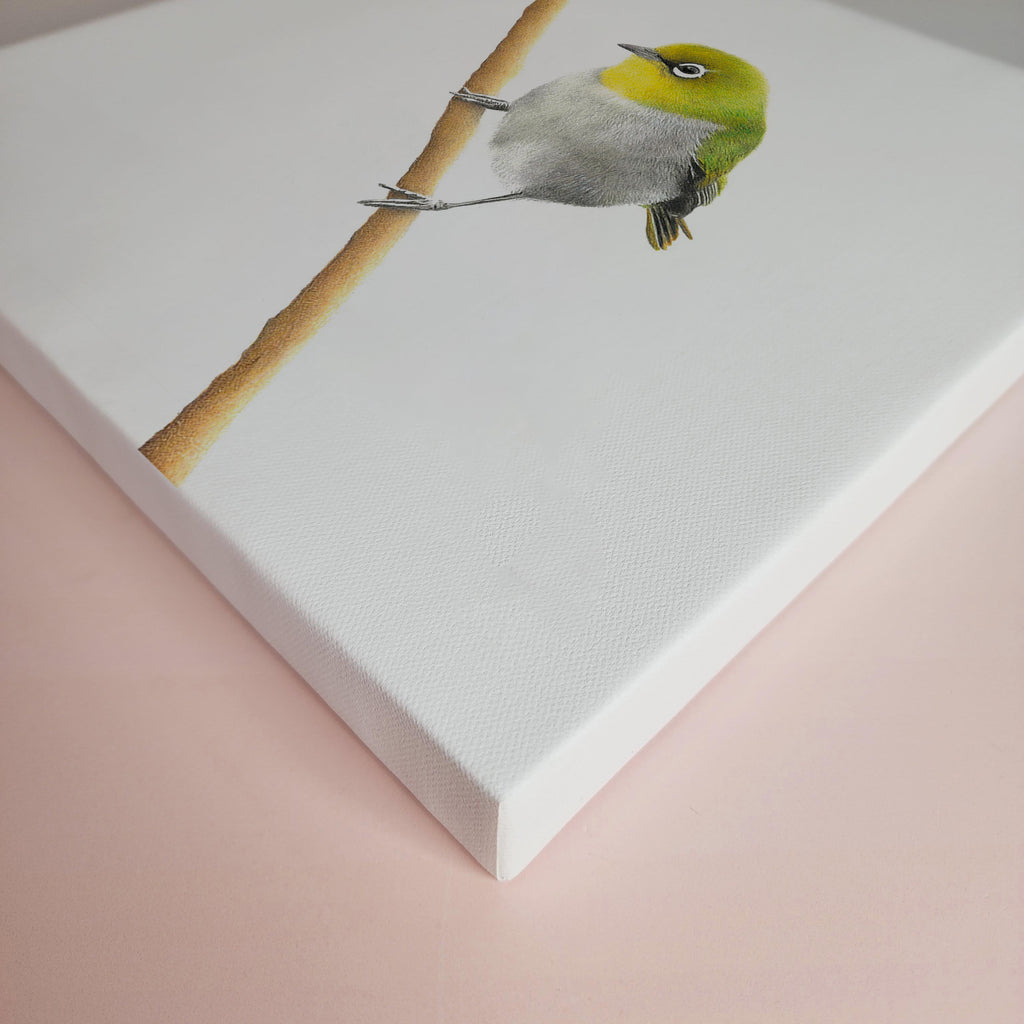 Cape White Eye South African bird artwork stretched on canvas by wildlife artist Matthew Bell