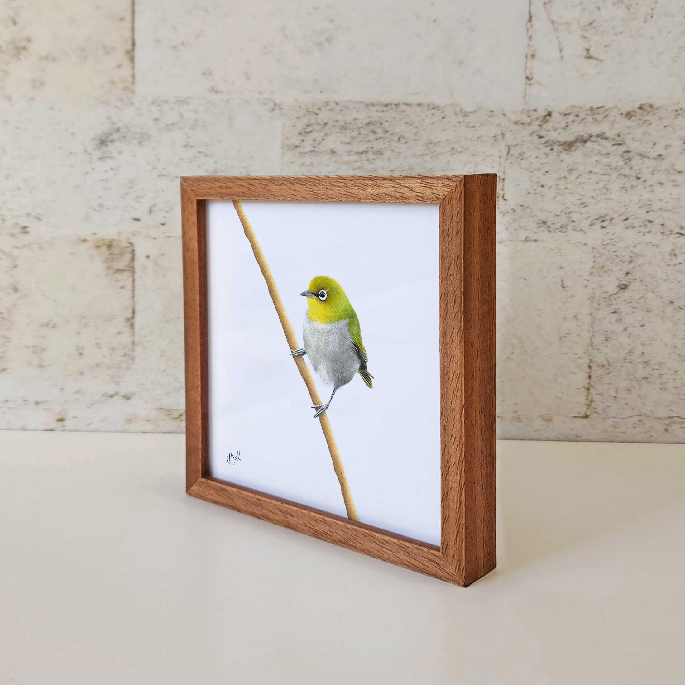 Kiaat wood framed miniature artwork of a Cape White Eye, part of wildlife artist Matthew Bell's birds of South Africa gallery