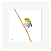 Cape White Eye - CWE