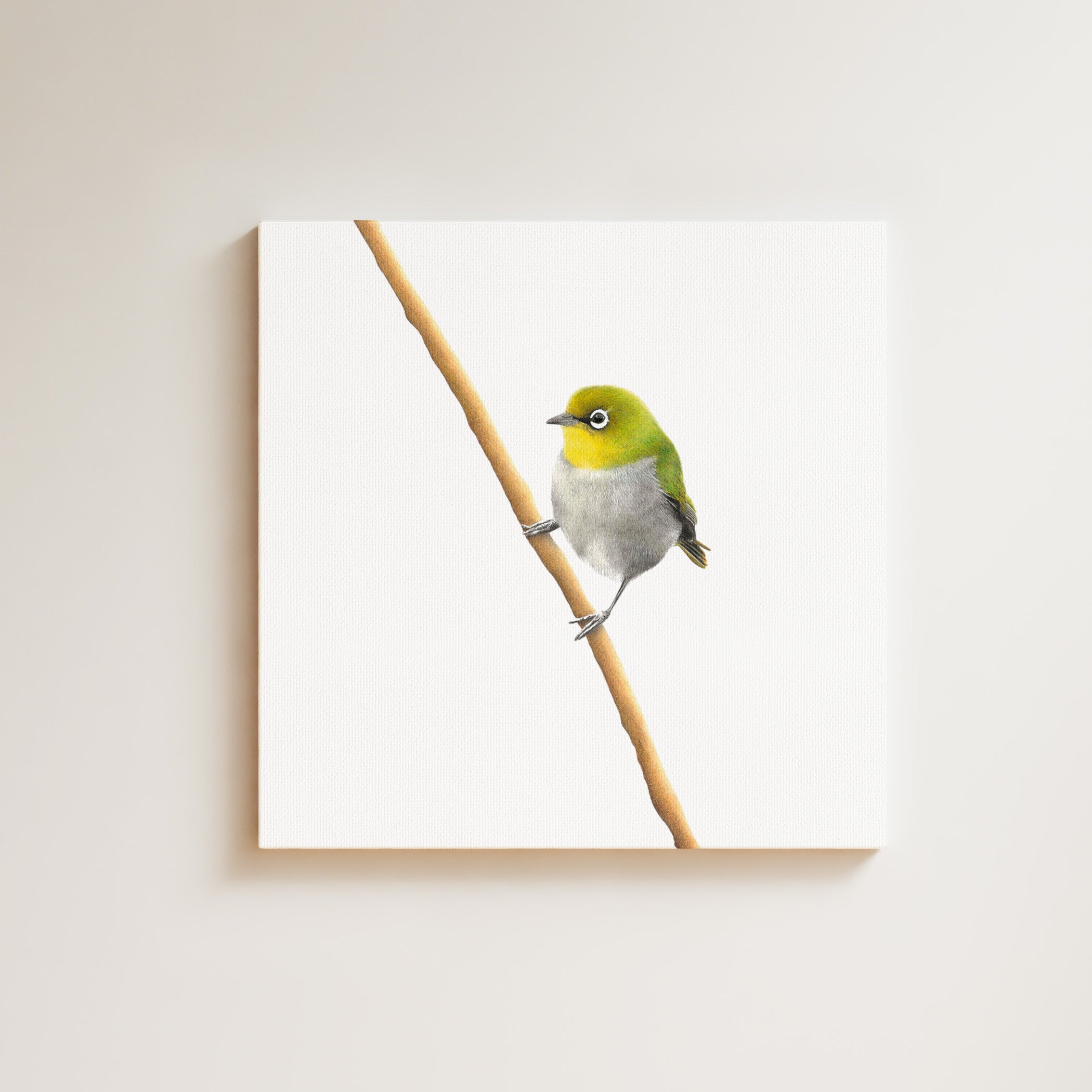 Cape White Eye drawing on canvas by South African wildlife artist Matthew Bell