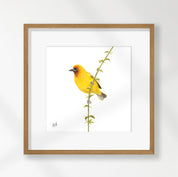 Cape Weaver - CWV
