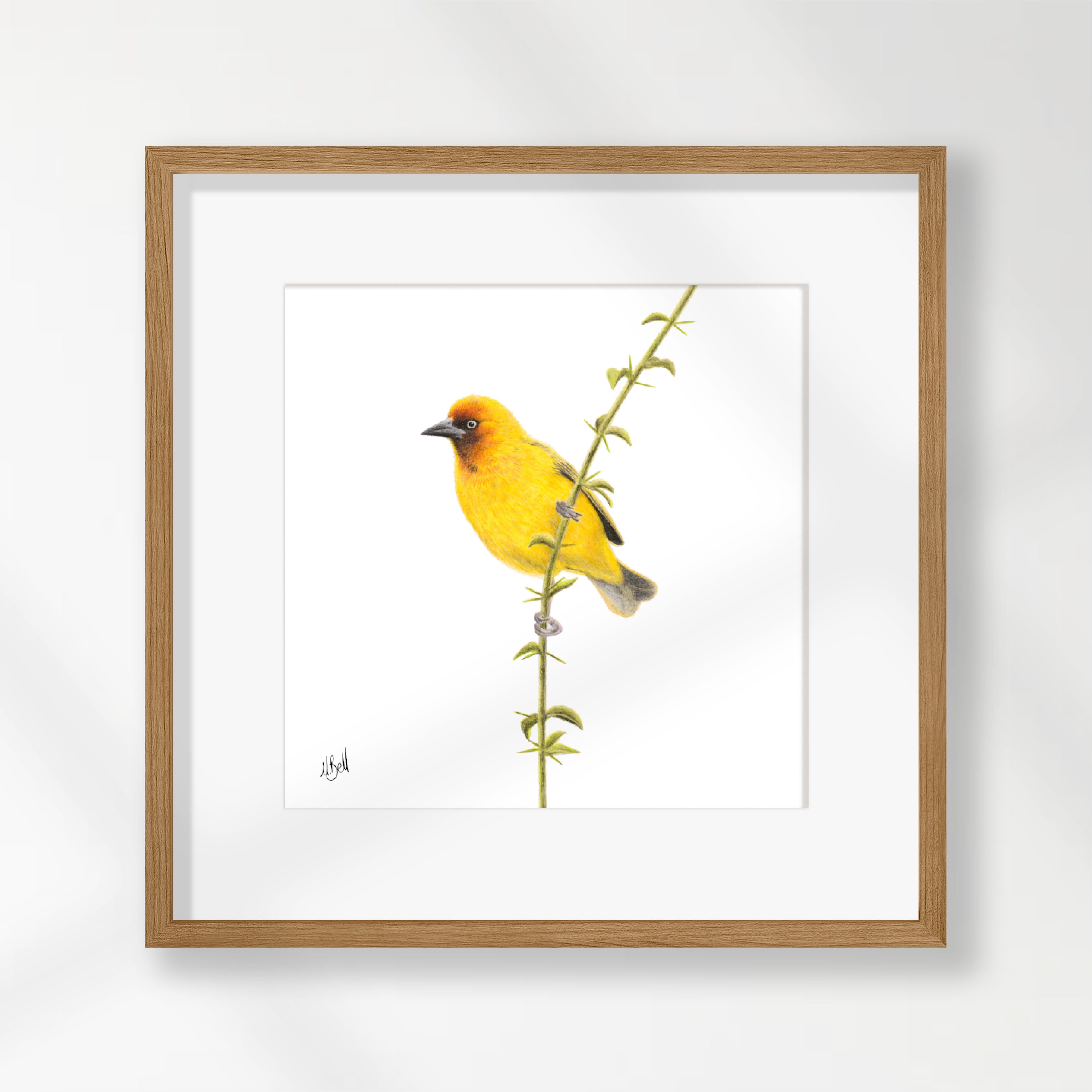 Cape Weaver - CWV