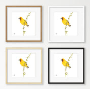 Cape Weaver - CWV