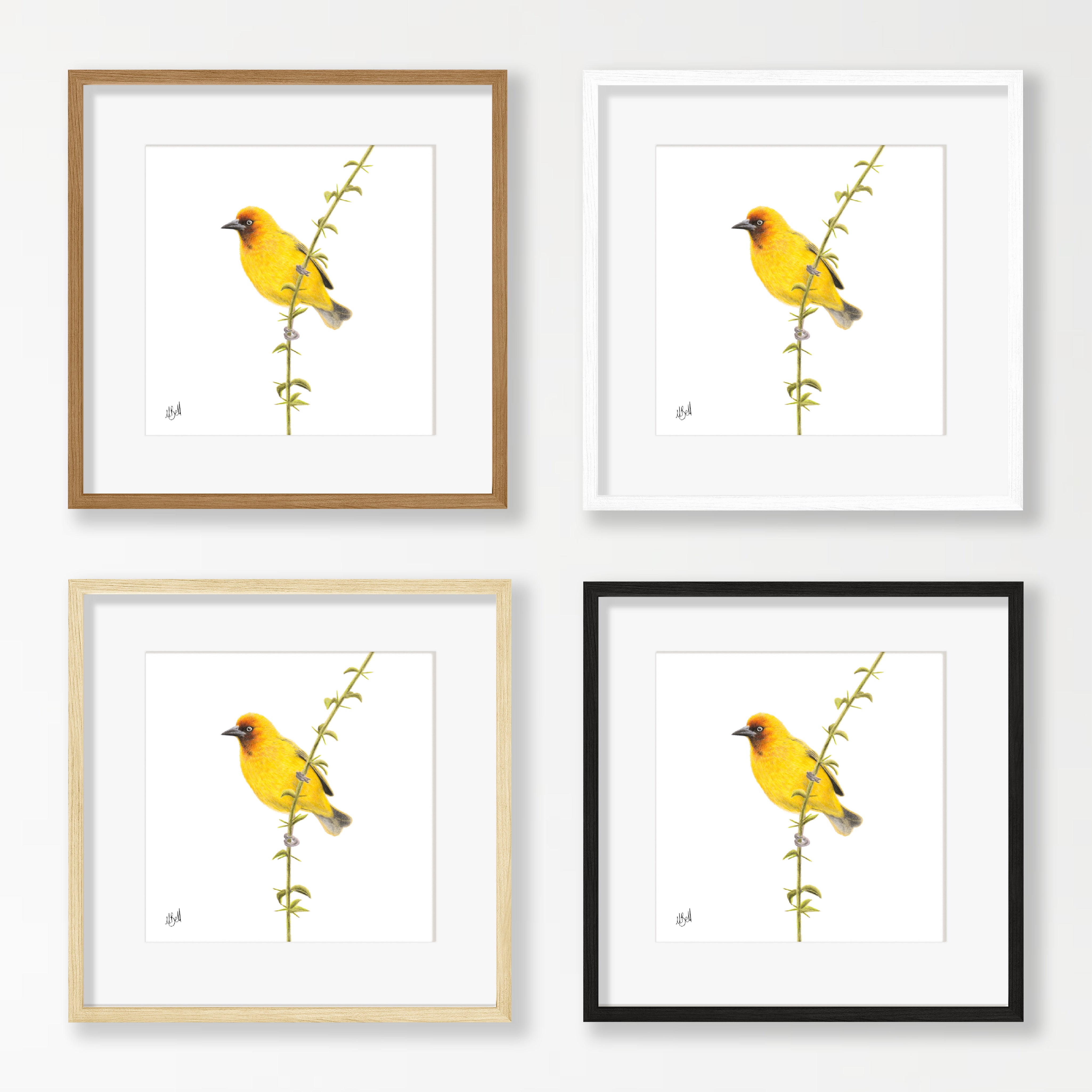 Cape Weaver - CWV