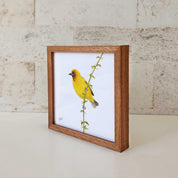 Kiaat wood framed miniature artwork of a Cape Weaver, part of wildlife artist Matthew Bell's birds of South Africa gallery