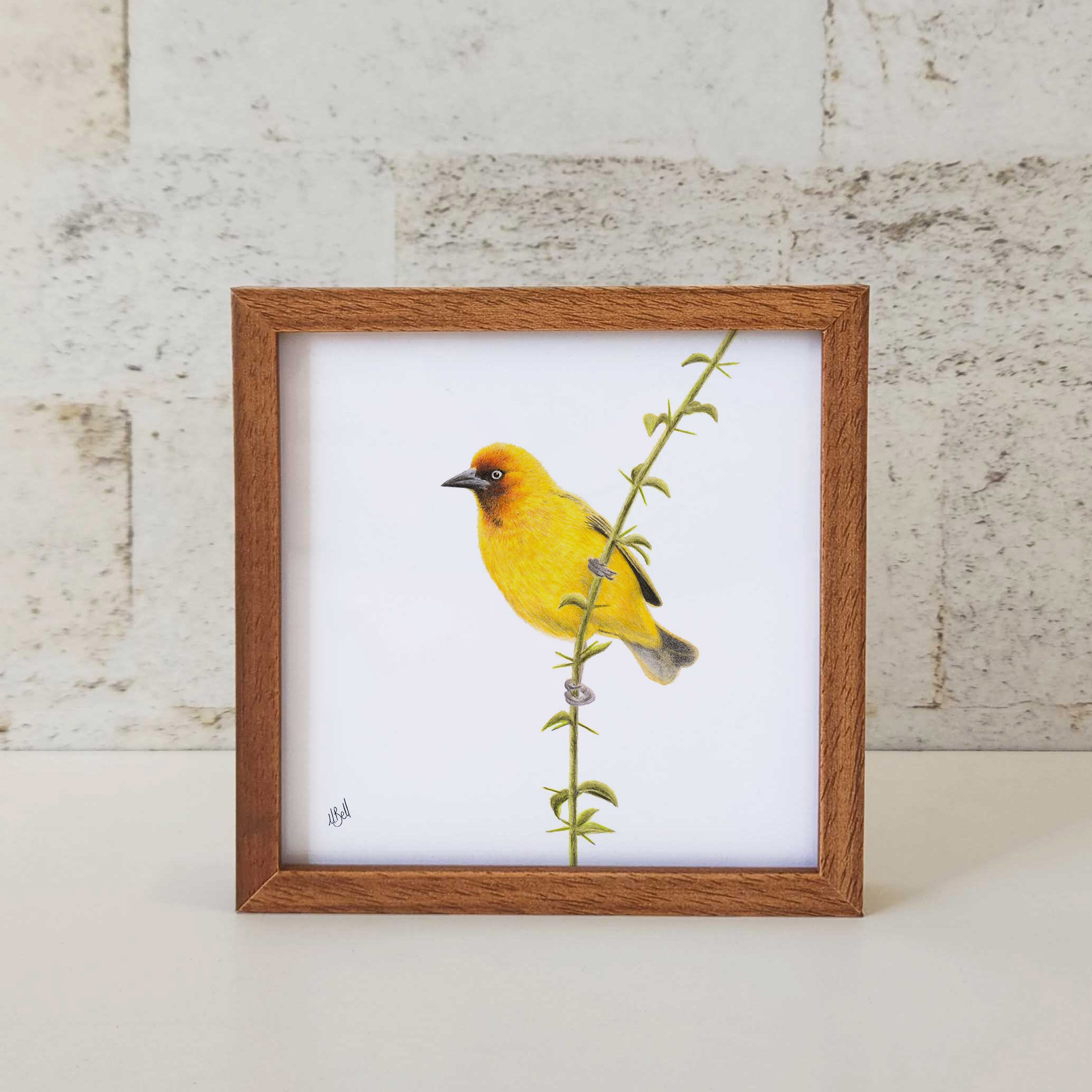 Kiaat wood framed miniature artwork of a Cape Weaver, part of wildlife artist Matthew Bell's birds of South Africa gallery