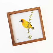 Kiaat wood framed miniature artwork of a Cape Weaver, part of wildlife artist Matthew Bell's birds of South Africa gallery