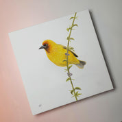 Stretched canvas South African bird artwork of a pair of a Cape Weaver