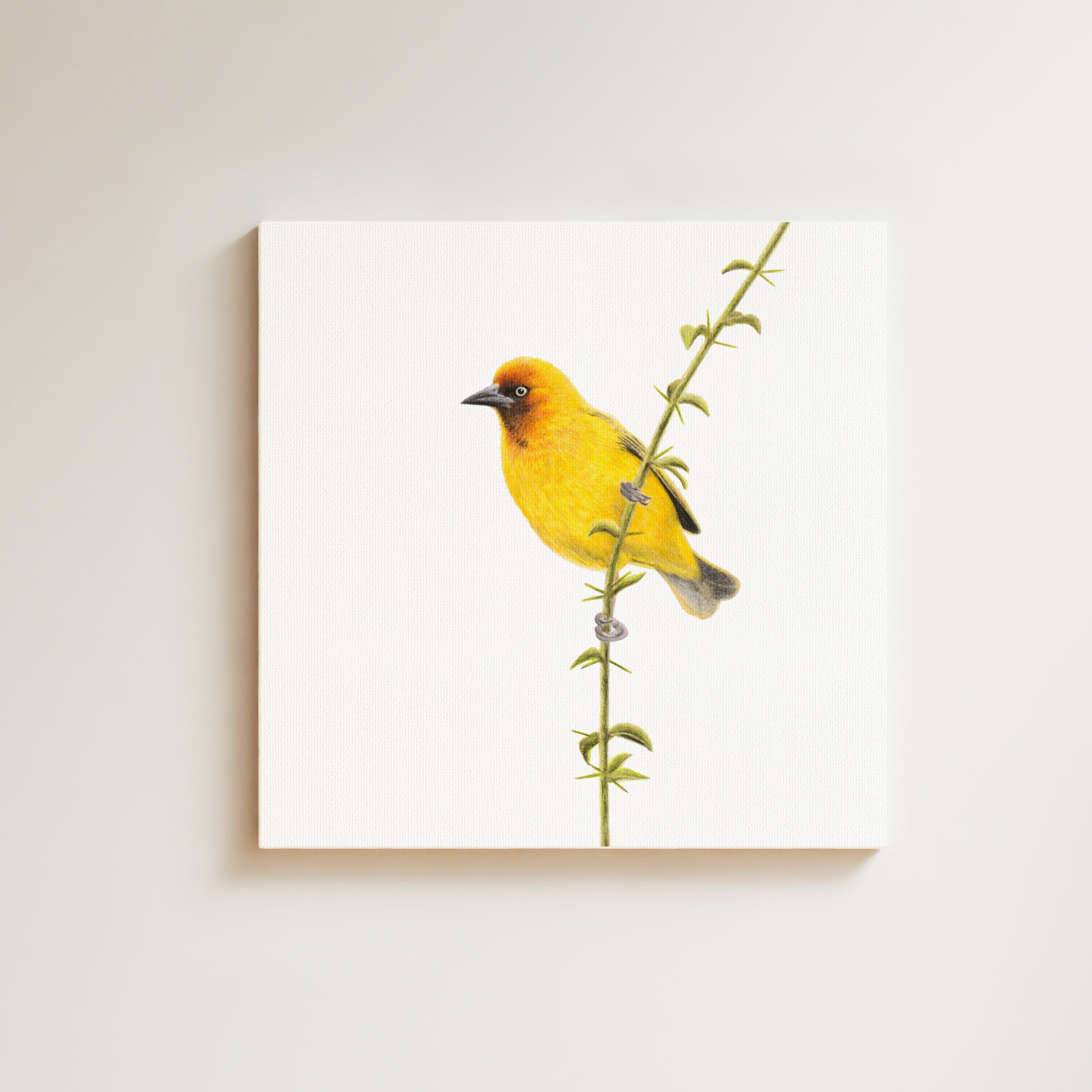 Cape Weaver drawing on canvas by South African wildlife artist Matthew Bell