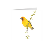 Cape Weaver Greeting Card - CWV