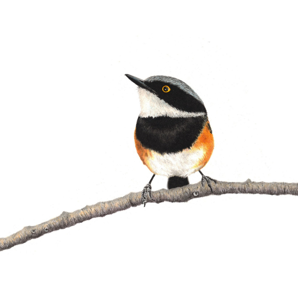 South African bird artwork, drawing by Matthew Bell of a Cape Batis